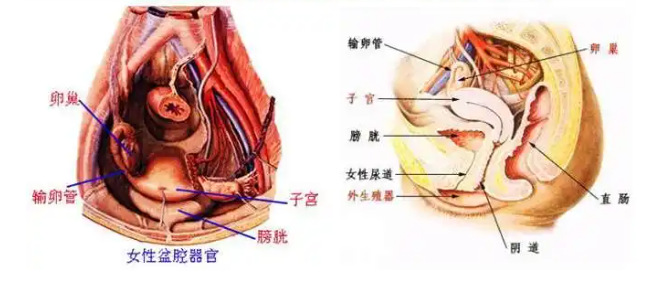 12岁女孩感染HPV半年？究竟为什么？